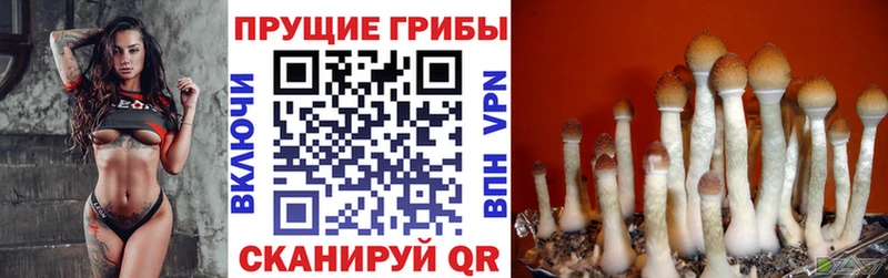 kraken сайт  Шарья  Галлюциногенные грибы MAGIC MUSHROOMS  где можно купить  